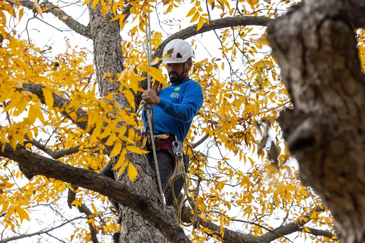 Skilled Tree Trimming crew working in Adams